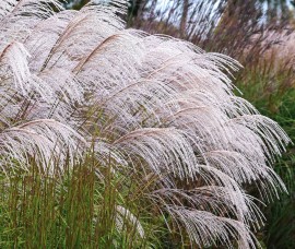 Miscanthus Silver Charm C2